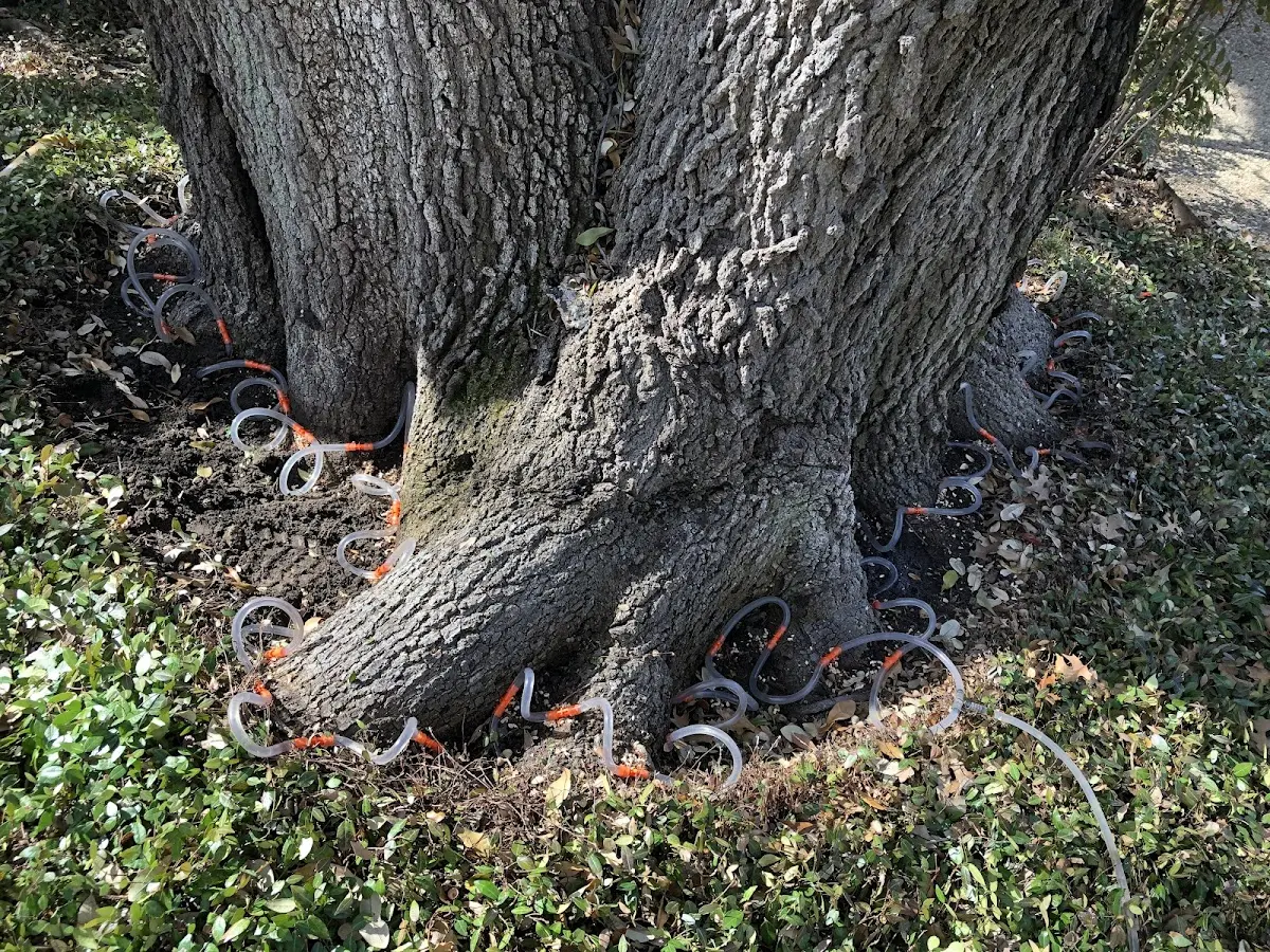 Detailed Tree Cabling and Bracing job site in Haverhill