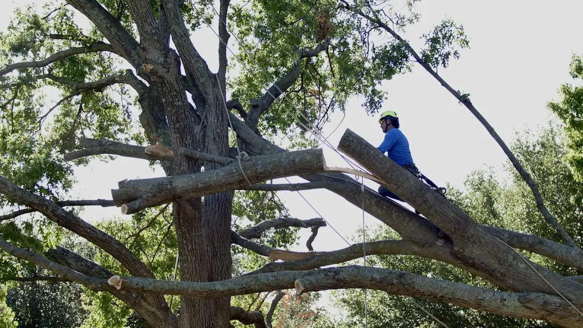 Professional Hazardous Tree Removal performed by certified arborists in Haverhill