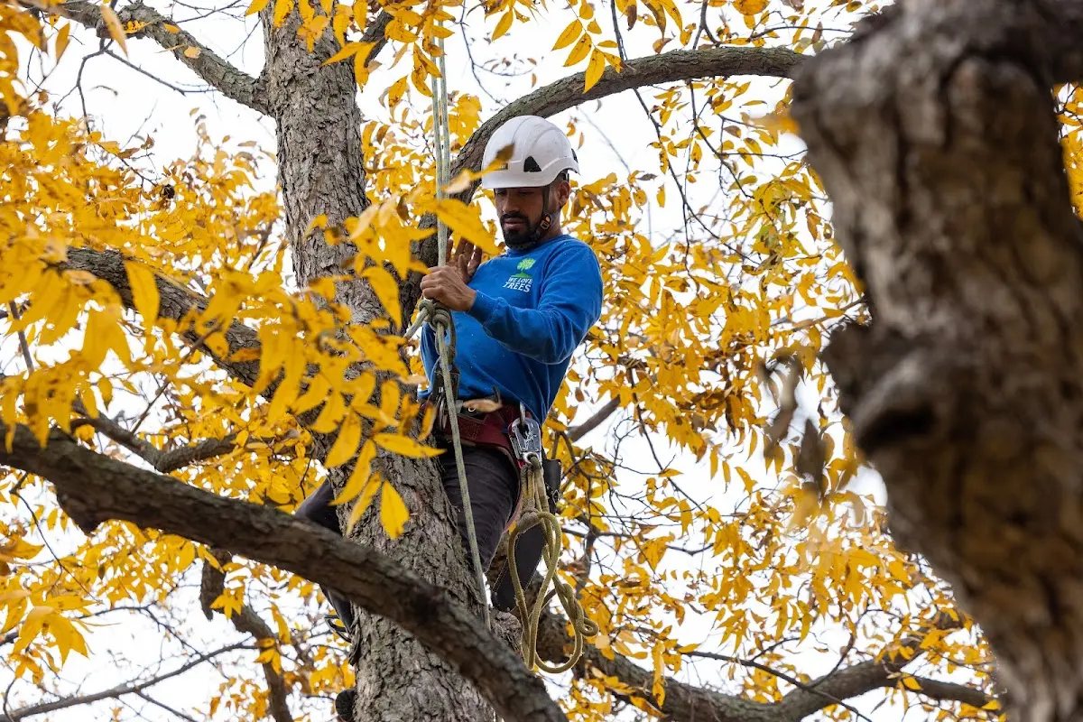 Skilled Tree Planing crew working in Haverhill
