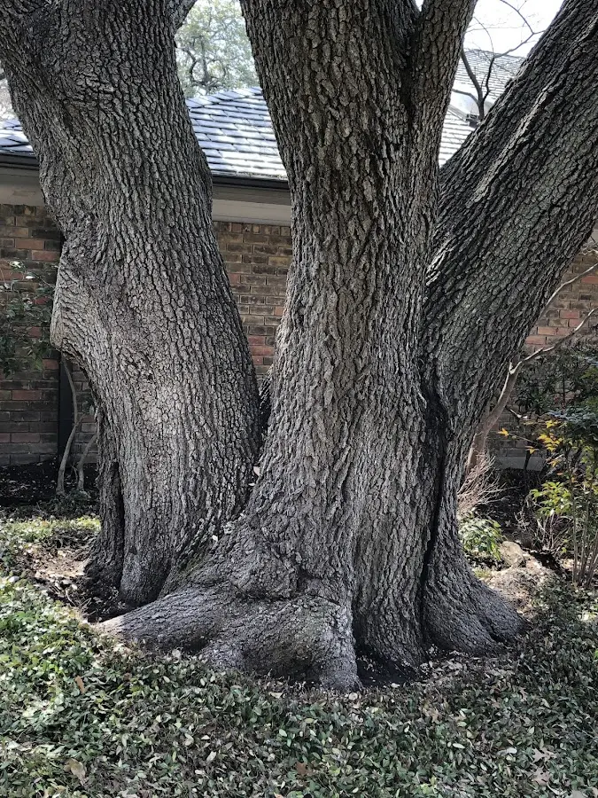 Mature heritage tree close to a Haverhill property cared for by certified arborists